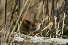 Bouscarle de Cetti