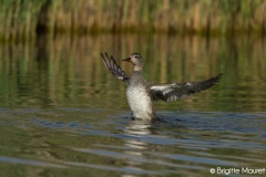 Canard chipeau