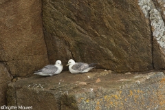 Fulmar boréal