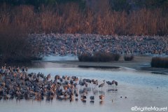 Grues cendrées