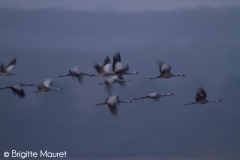 Grues cendrées