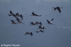 Grues cendrées