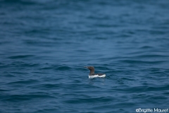 Guillemot de Troïl