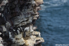 Guillemot de Troïl