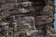 Guillemot de Troïl