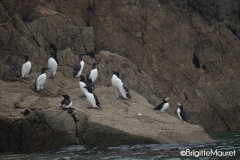 Macareux moine, Guillement de Tröl, Pingouin Torda