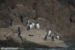 Macareux moine, Guillement de Tröl, Pingouin Torda