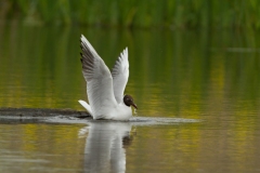 Mouette rieuse