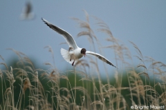 Mouette rieuse