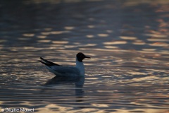 Mouette rieuse