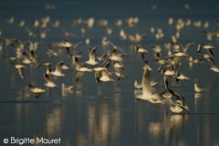 Mouettes rieuses