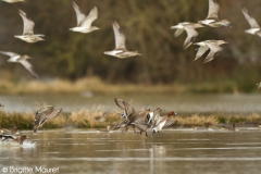 Canards siffleurs