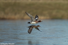 Canards siffleurs