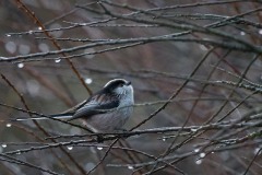 Mésange longue-queue