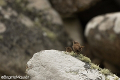 Troglodytes mignons