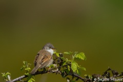 Fauvette grisette