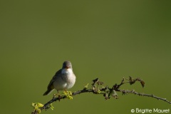 Fauvette grisette