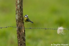 Mésange bleue