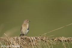 Linotte mélodieuse