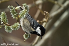 Mésange noire