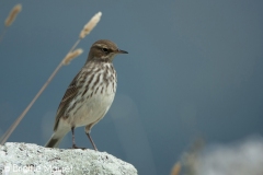 Pipit spioncelle