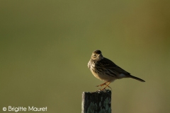 Pipit farlouse