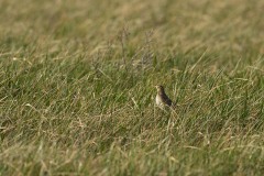 Pipit de Richard