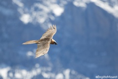 Gypaète barbu