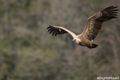 Vautour fauve