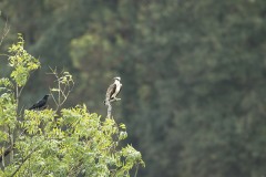 Balbuzard pêcheur