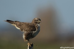 Buse variable