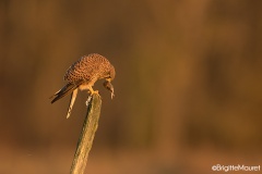 Faucon crécerelle