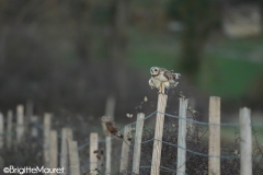 Hibou des marais