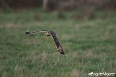 Hibou des marais