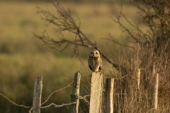 Hibou des marais