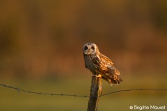 Hibou des marais