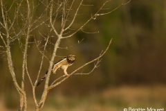 Hibou des marais