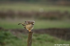 Hibou des marais