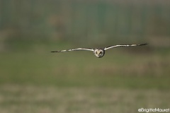 Hibou des marais