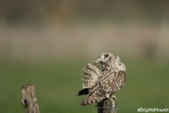 Hibou des marais