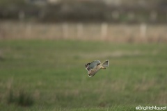 Hibou des marais