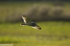 Hibou des marais