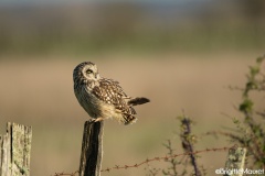 Hibou des marais