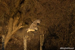 Hibou des marais