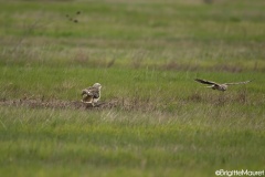 Hibou des marais et Busard Saint Martin