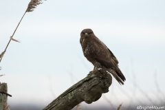 Buse variable