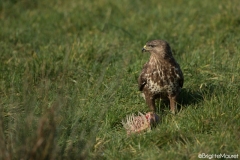 Buse variable