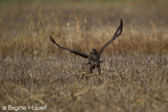 Buse variable