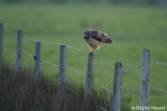 Hibou des marais