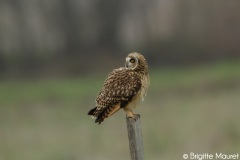 Hibou des marais